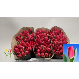 TU EN ANTARCTIC FIRE