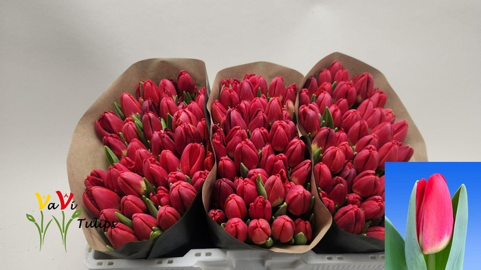 <h4>TU EN ANTARCTIC FIRE</h4>