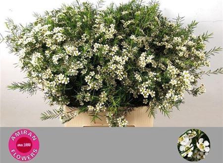 <h4>Chame Un Ofir</h4>