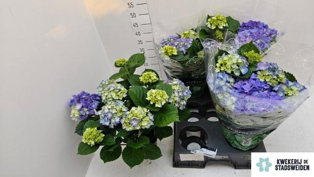 arr8 Hydr M Early Blue