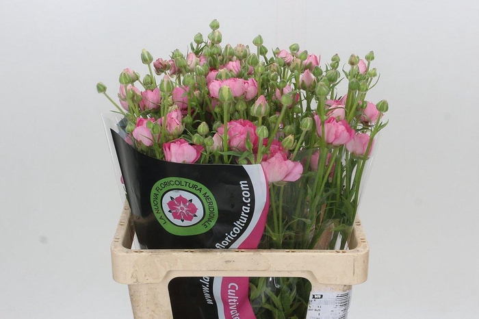 Ranunculus Moderna Dolce