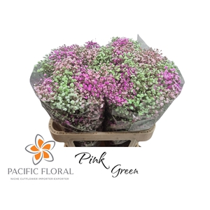 Gyps Klb Mix Pink Green Pacific