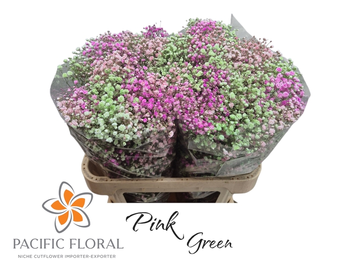 <h4>Gyps Klb Mix Pink Green Pacific</h4>