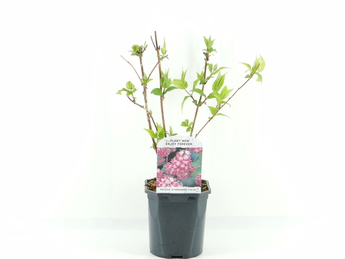 <h4>Deutzia Strawberry Field</h4>