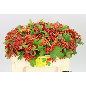 Viburnum Op Compactum
