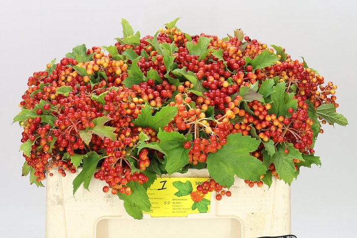 <h4>Viburnum Op Compactum</h4>