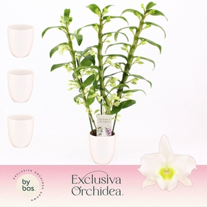 Dendrobium Nobilé, Apollon 3-spike in Lotte White 'Exclusiva Orchidea'