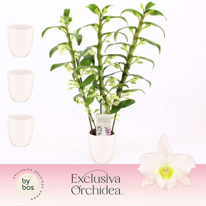 <h4>Dendrobium Nobilé, Apollon 3-spike in Lotte White 'Exclusiva Orchidea'</h4>