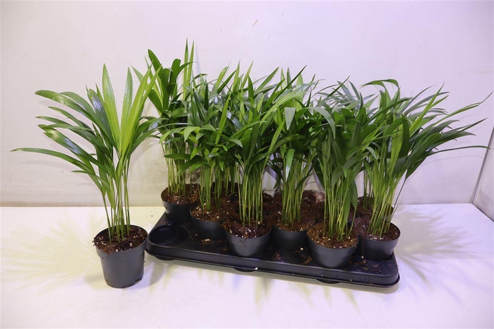 <h4>arr8 Dypsis Lutescens</h4>