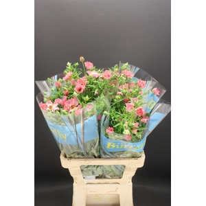 Ran Butterfly Isis 60cm