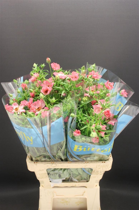 <h4>Ran Butterfly Isis 60cm</h4>