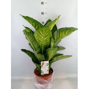 Dieffenbachia seg. 'Maroba'