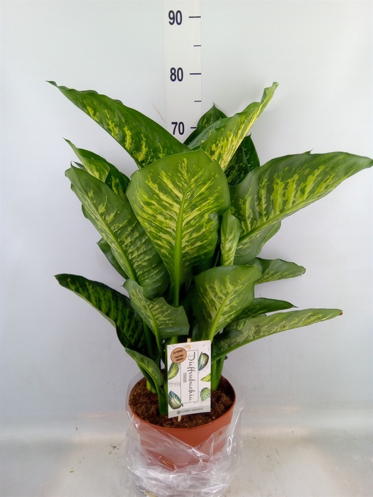 <h4>Dieffenbachia seg. 'Maroba'</h4>