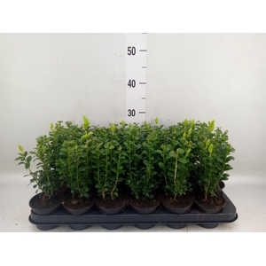 Buxus semp.   ...