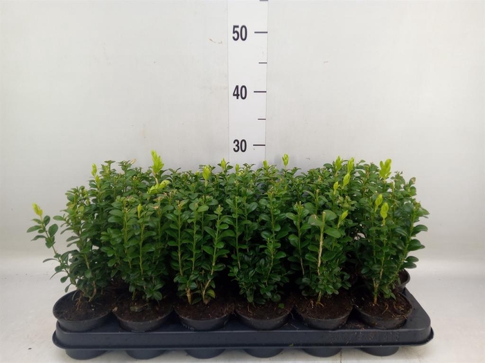 <h4>Buxus semp.   ...</h4>