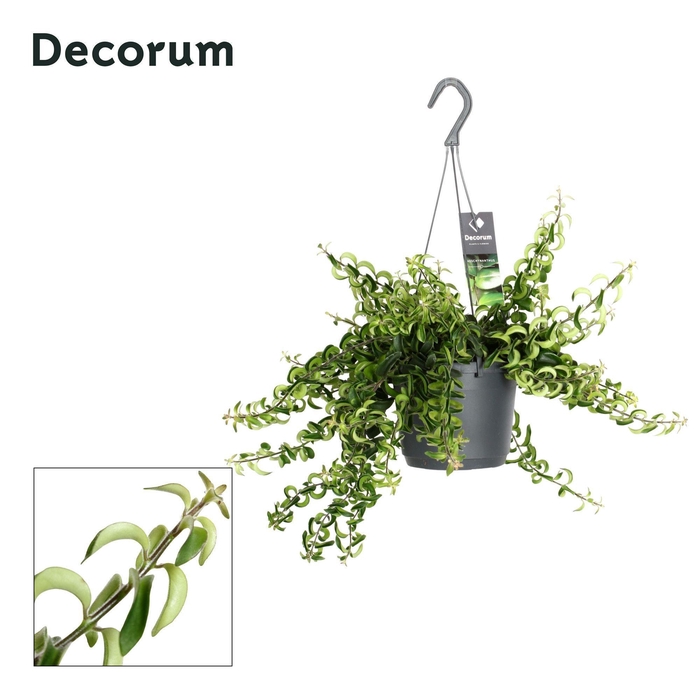 <h4>Aeschynanthus Swing ( met gekruld blad)</h4>