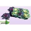 BRASSICA (SIERKOOL)