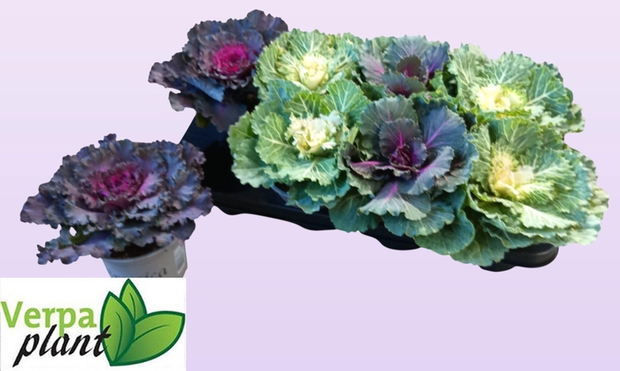 <h4>BRASSICA (SIERKOOL)</h4>
