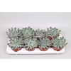 Echeveria Pulidonis Grey