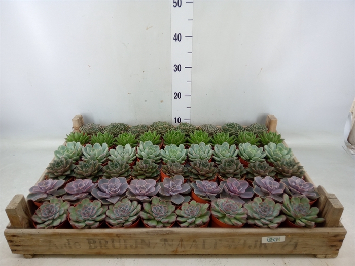 <h4>Echeveria   ...</h4>