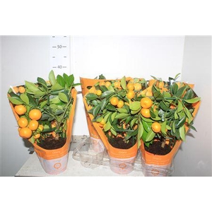 Citr X Microcarpa Calamondin 10+