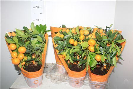 <h4>Citr X Microcarpa Calamondin 10+</h4>