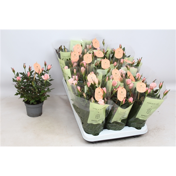 <h4>Rosaroma Light Pink</h4>