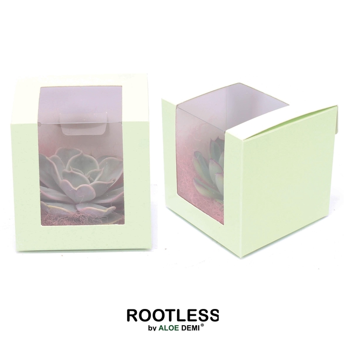 <h4>ROOTLESS Echeveria 7-10 cm, Presentation cube pastel green</h4>