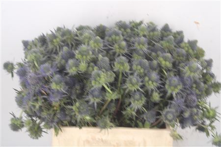 <h4>Eryngium Ov</h4>