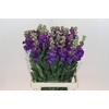 Matthiola Iron Purple