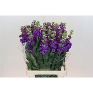 Matthiola Iron Purple