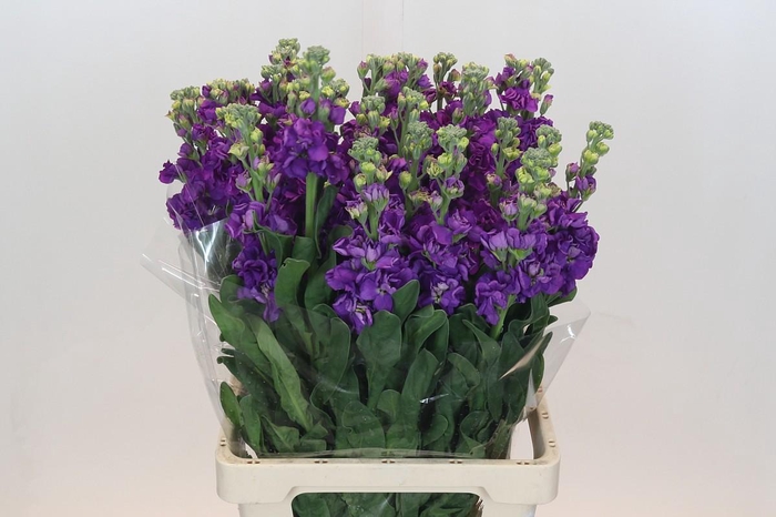 <h4>Matthiola Iron Purple</h4>