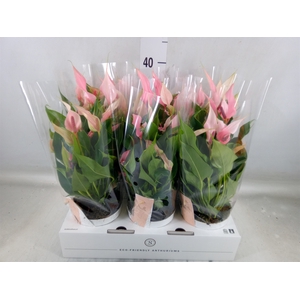 Anthurium andr. 'Lilli'