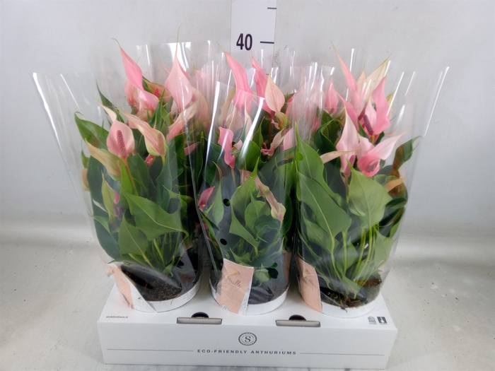 <h4>Anthurium andr. 'Lilli'</h4>