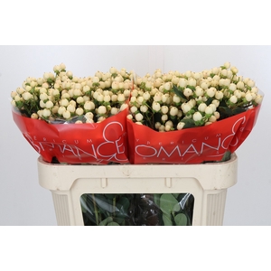 Hypericum Cool Romance