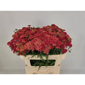 Achillea M Paprika