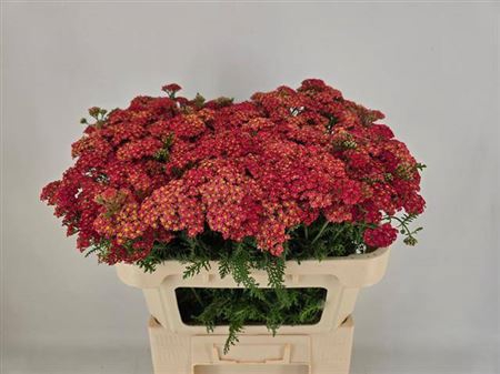 <h4>Achillea M Paprika</h4>