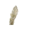 Lunaria Natural