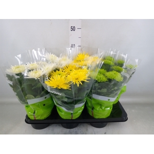 Chrysanthemum  'Anastasia' .mix