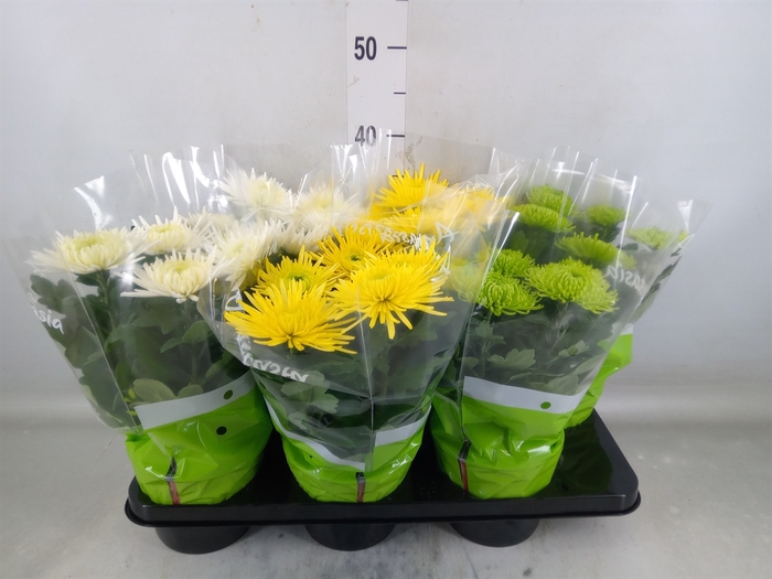 <h4>Chrysanthemum  'Anastasia' .mix</h4>