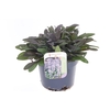 Ajuga