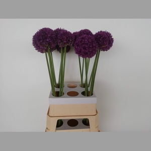 ALLIUM AMBASSADOR