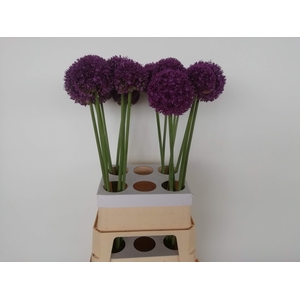 ALLIUM AMBASSADOR