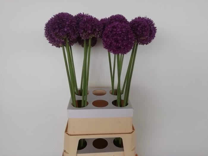 <h4>ALLIUM AMBASSADOR</h4>