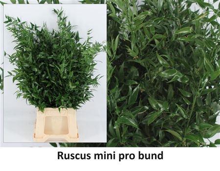 <h4>RUSCUS ACULEATUS BS</h4>