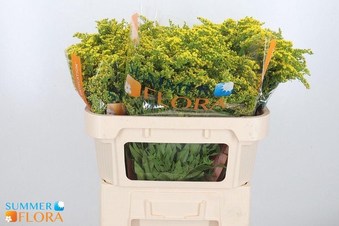 <h4>SOLI GOLDEN GLORY</h4>