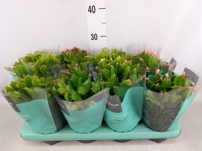 <h4>Schlumbergera   ...mix 4</h4>