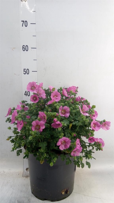 <h4>Anisodontea capensis 'Elega Prince'</h4>