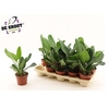 Ficus Beng Audrey