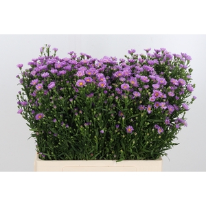 Aster Astee Pink Mi